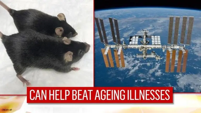 Scientists find protein that can help slow ageing process while studying ISS-return mice scientists
