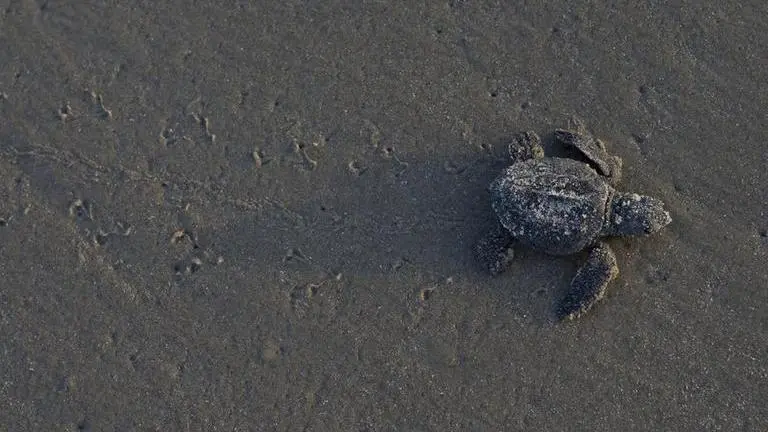 California takes step to protect leatherback sea turtles