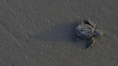 California takes step to protect leatherback sea turtles
