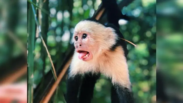 China reports first death due to Monkey B Virus as Beijing-based vet succumbs to infection China