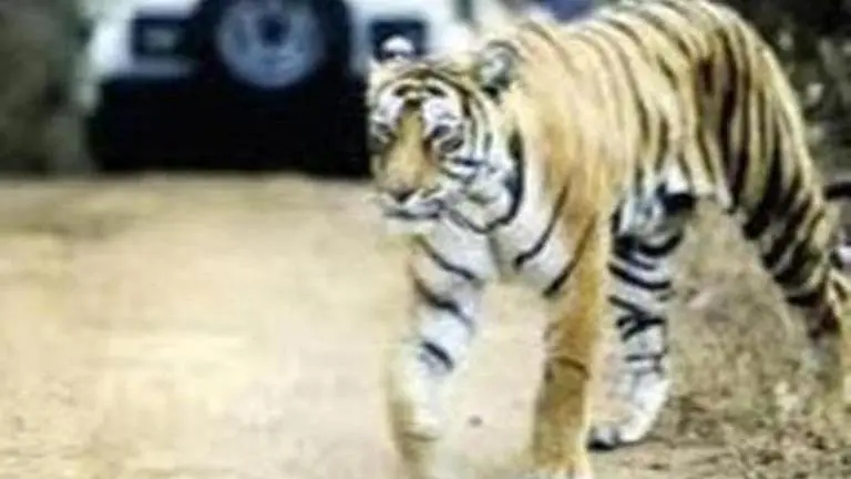 Maha: Tiger captured after killing five people dies in Nagpur