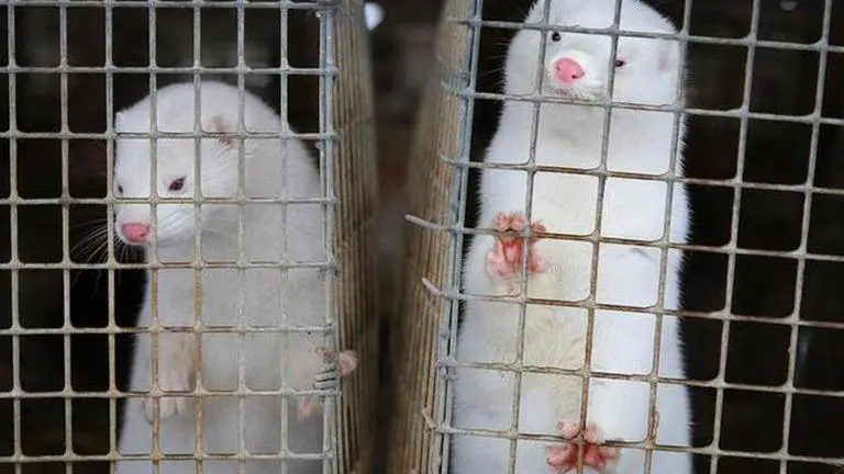 Scientists study coronavirus outbreaks among minks in Europe