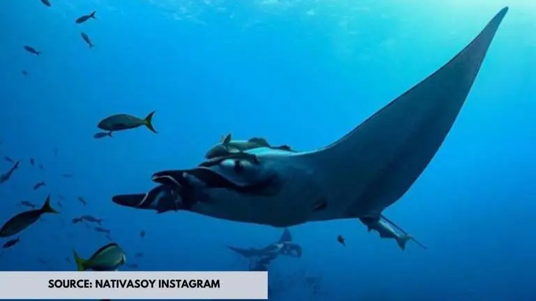 What is World Ocean Day 2020? Here's how it will be celebrated What is the theme of World ocean day 2020