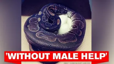 Ball Python lays eggs despite no male contact for 15 years, zoo 'intends to find out' how Ball Python