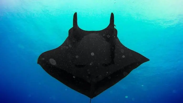 Giant fish weighing around 800 kg caught off Digha coast near Odisha-West Bengal border fish