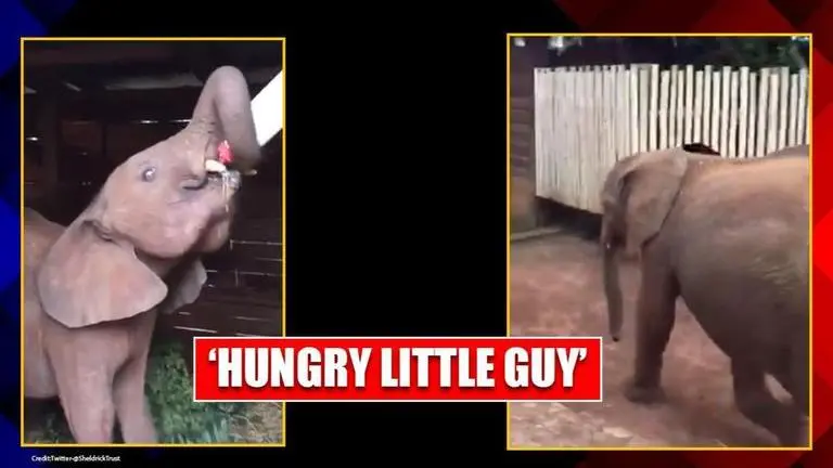 Video: Baby elephant drinks milk from big feeding bottle, netizens all hearts Baby elephant