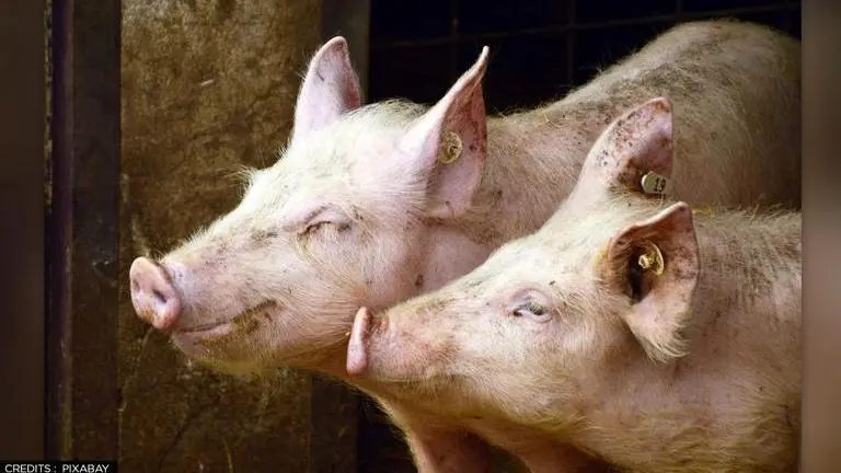 Swine fever surge hits farms in China's Sichuan; Govt moves to stabilize hog production Swine fever