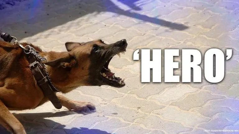 US: Dog saves owner's life from robbers despite being shot twice US