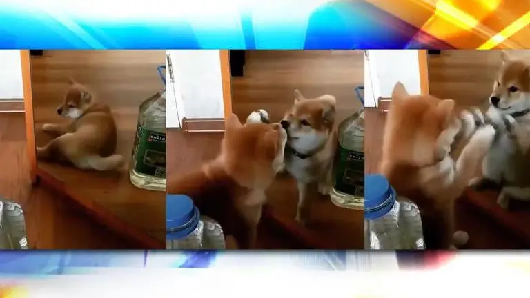 Shiba Inu Pup plays with its own mirror reflection, netizens call it 'cute'; Watch video Shiba Inu Pup