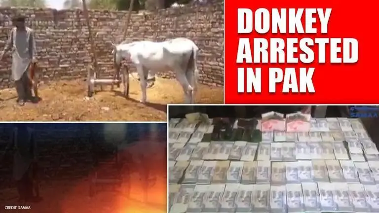 Donkey arrested in Pakistan for 'participating in gambling'; tied up in police station Donkey arrested in Pakistan for participating in gambling