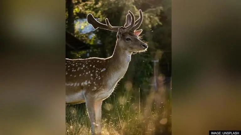 deer