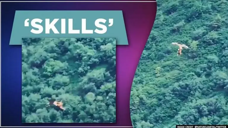 Raptor drops lunch rabbit then swoops to catch it mid-air, netizens say "great reflexes" Raptor