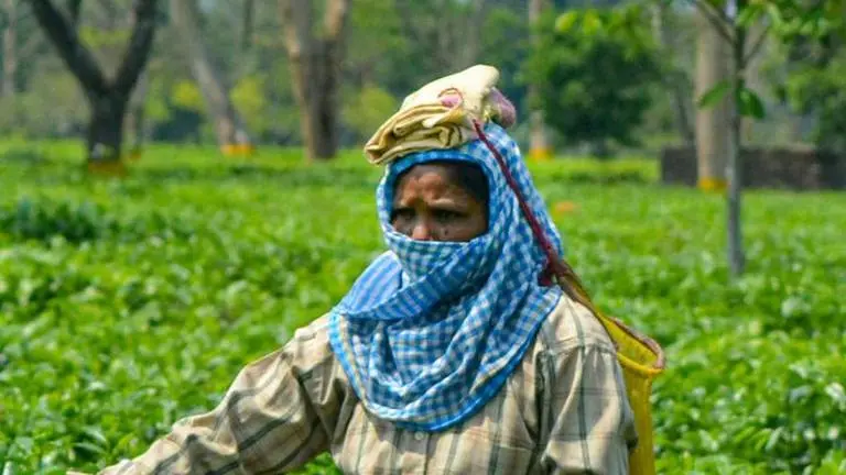 Tea gardens in Assam's Jorhat showing interest to engage returnees: Official