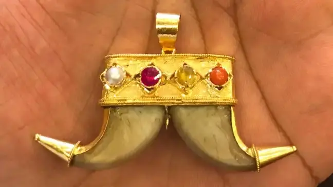 Karnataka's tiger claw pendant crackdown: Here's what the law says about punishment, penalty Tiger claw pendant