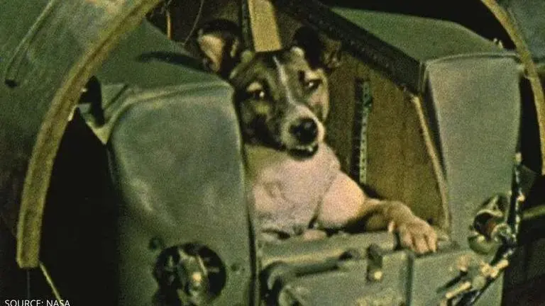 What happened to Muttnik? Here's more about the Siberian Husky who was sent to space what happened to muttnik