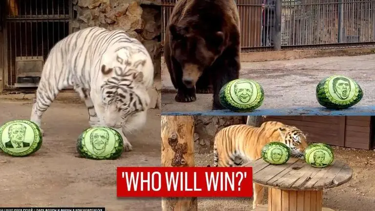 US election 2020: Animals at Russian zoo 'predict' Joe Biden's victory; watch video US election 2020: Animals at Russian zoo predict Joe Biden's victory | Watch