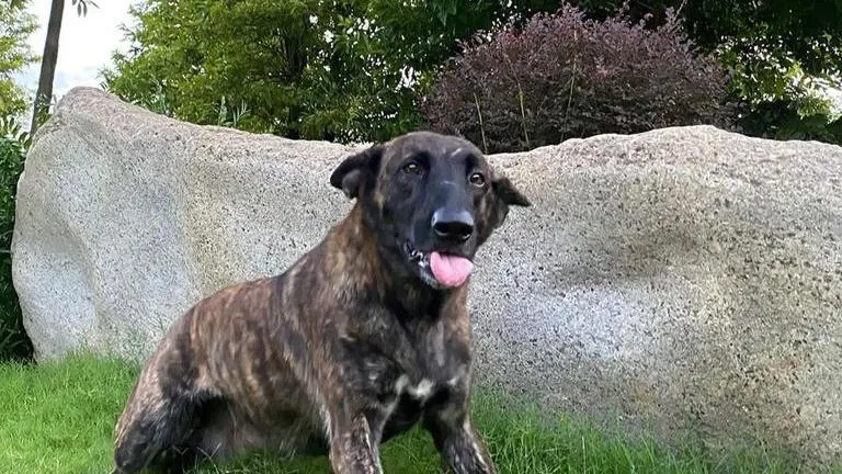 Sakshi Dhoni posts beautiful photos of Ranchi farmhouse garden, netizens awestruck Sakshi Dhoni