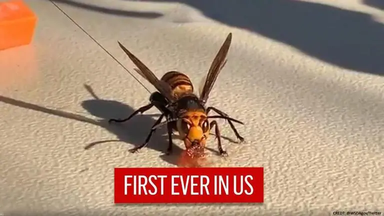 US: First ever nest of Asian Giant Hornets located in a tree cavity; watch video US
