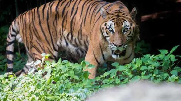 Tiger travels 200 km from Yavatmal, on prowl in Hingoli farms Tiger
