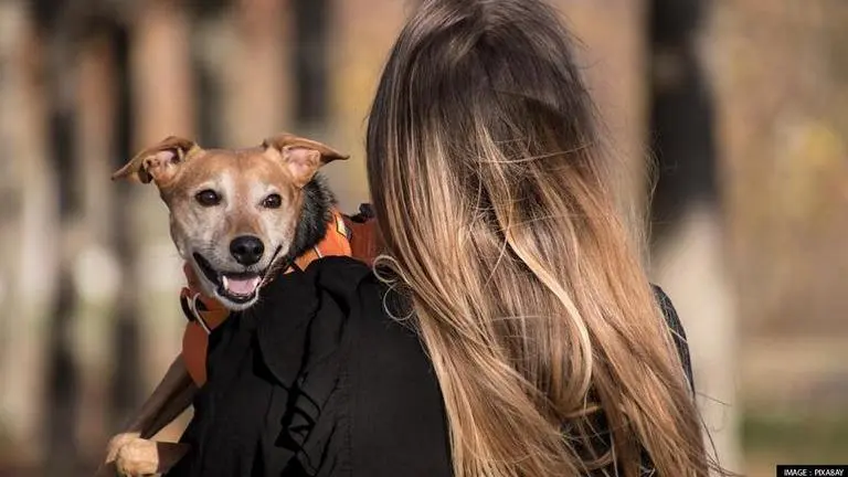 Ukraine forces help Husky reunite with owner in Bucha, netizens express delight Russia-Ukraine War
