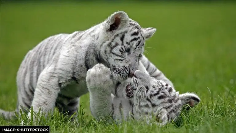 national endangered species day quotes