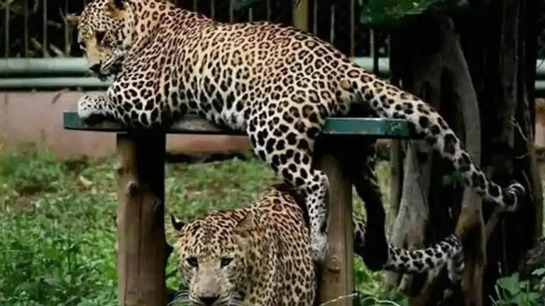 Zoos across India put on high alert after tiger tests positive for COVID-19 in US