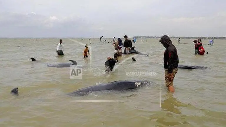 Baby whale found dead on beach south of Israel's Tel Aviv Baby whale found dead on beach south of Israel's Tel Aviv