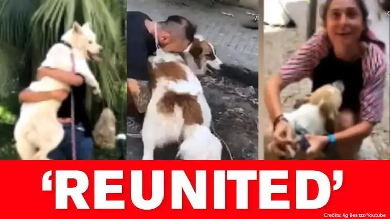 Good News: Beirut charity workers reunite lost pets with owners after blast Beirut