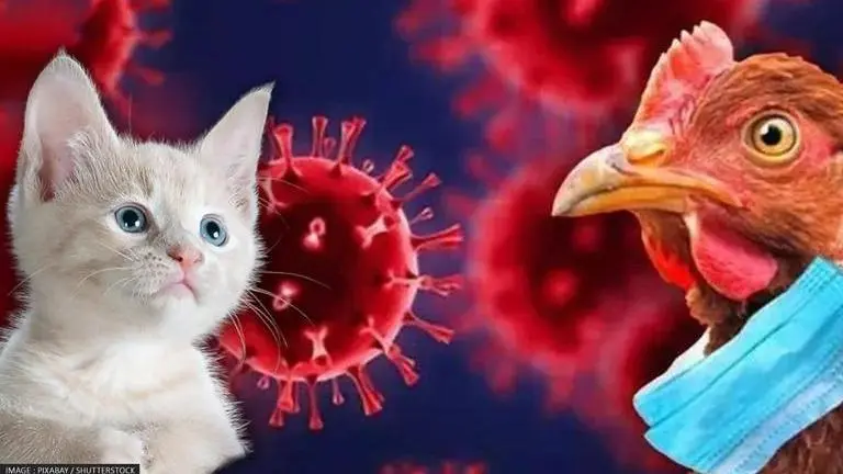 WHO issues warning after bird flu kills cats in Poland. Is there any risk to humans? Bird flu
