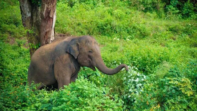 No elephant safari in Dudhwa National Park this season