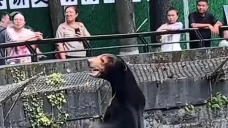 Our bears are real: Chinese zoo says, denying they are ‘humans in disguise’ China
