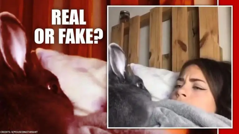 Rabbit perfectly imitates its owner in a viral video, netizens amazed Rabbit on Reddit can be seen imitating its owners movements perfectly