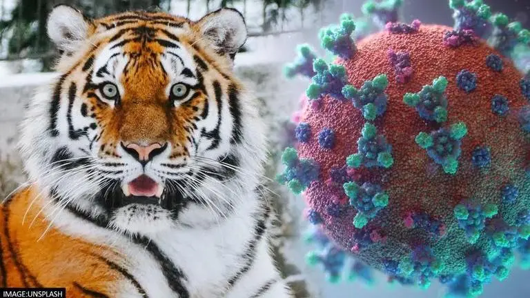 US: Eight big cats test positive for COVID-19 in St. Louis Zoo US