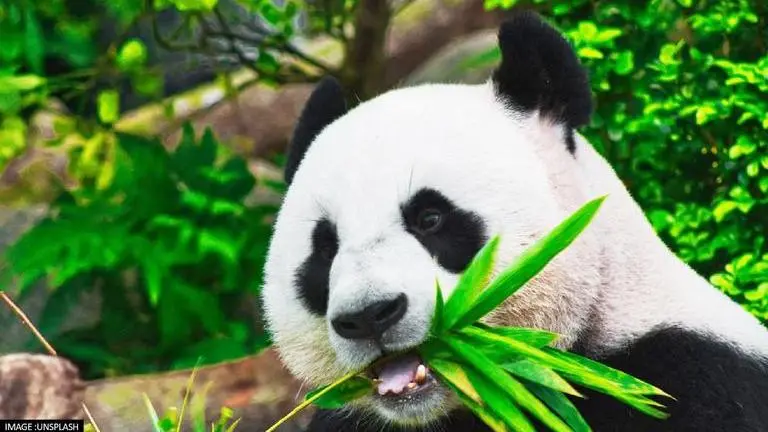 Chinese Embassy in Finland seeks donations to support pandas living in Ahtari Zoo Chinese Embassy