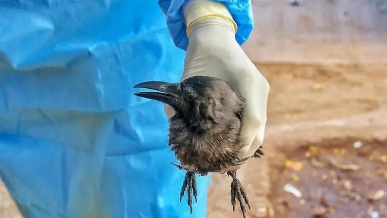 Avian flu: MP experts explore crows, migratory birds link