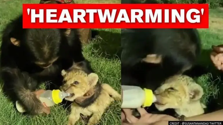 Chimpanzee feeds lion cub with bottle, heartwarming video wins internet chimpanzee