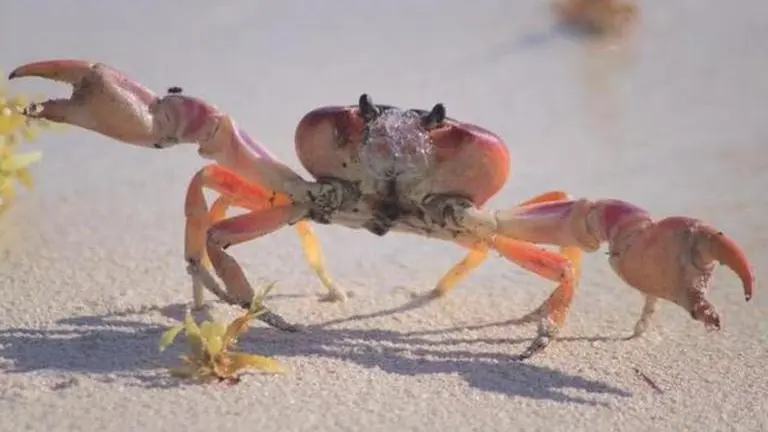 Crab