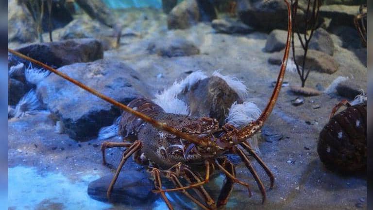 Meet 101 Year Old Lobster Lady Of Us Who Wishes To Work Till Her Last