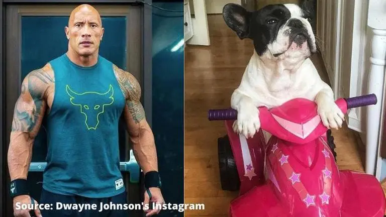Dwayne Johnson's bulldog Hobbs interrupts him at midnight; The Rock calls him a 'gremlin' Dwayne Johnson's Instagram