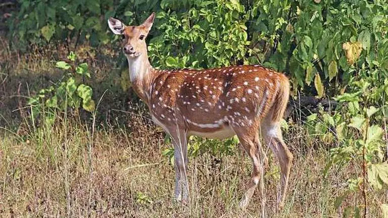 Madras HC declines to halt relocation of spotted deers Chennai