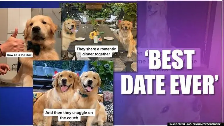 Video of dog's adorable first date with his partner is winning hearts on internet dog