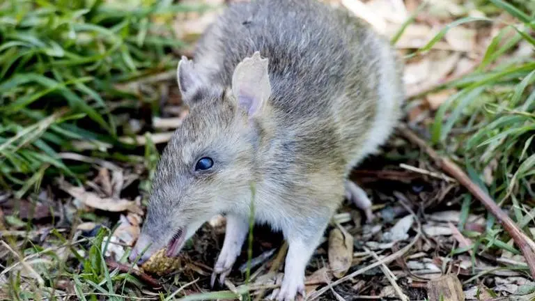 Australia's endangered barred bandicoot rescued from brink of extinction Australia