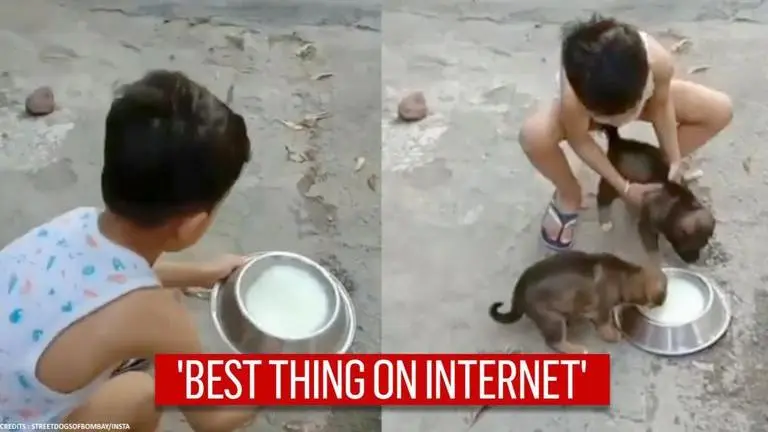 Video of kid feeding milk to dogs wins internet, netizens call it 'best thing on internet' Video