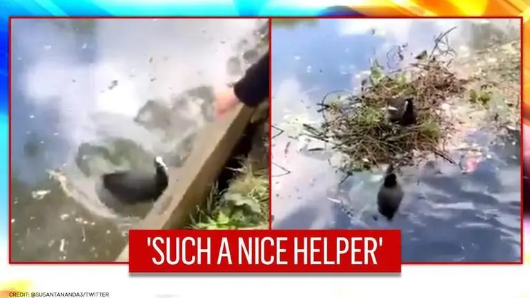 Video: Little boy helps ducks in building a nest, netizens hail 'nice helper' Video