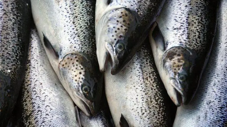 UK seafood trucks protest at Parliament over Brexit red tape