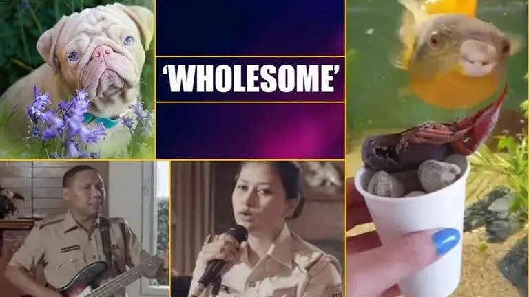 Good news: Five positive stories winning internet amid COVID-19 gloom Good News