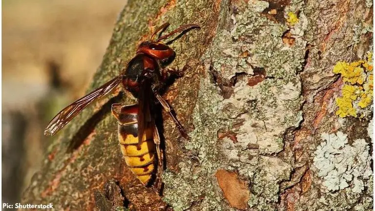 Fact Check: Are Murder hornets from China? fact check