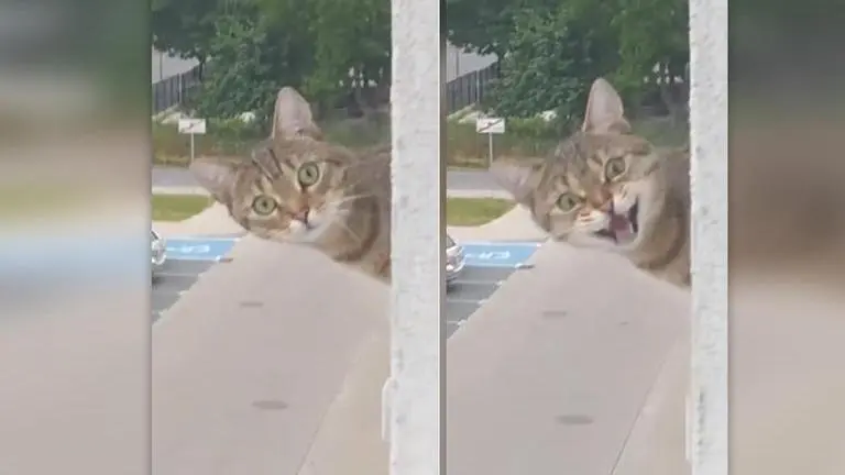 'It's hilarious': Viral Cat video with a twist leaves internet in chuckles Cat video