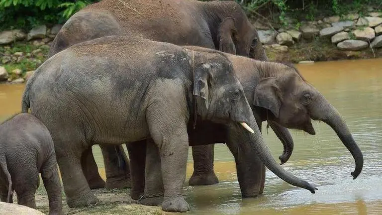 Chhattisgarh tusker deaths: 9 forest officials transferred