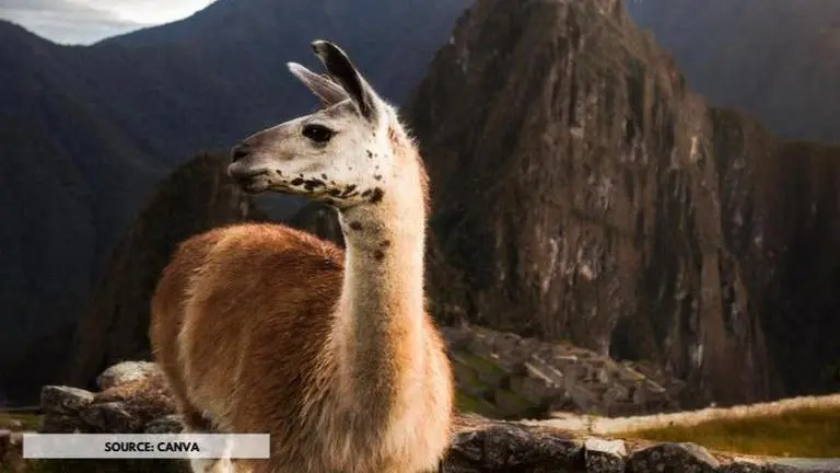 How many animals can you see in this picture puzzle | See answer inside how many animals can you see